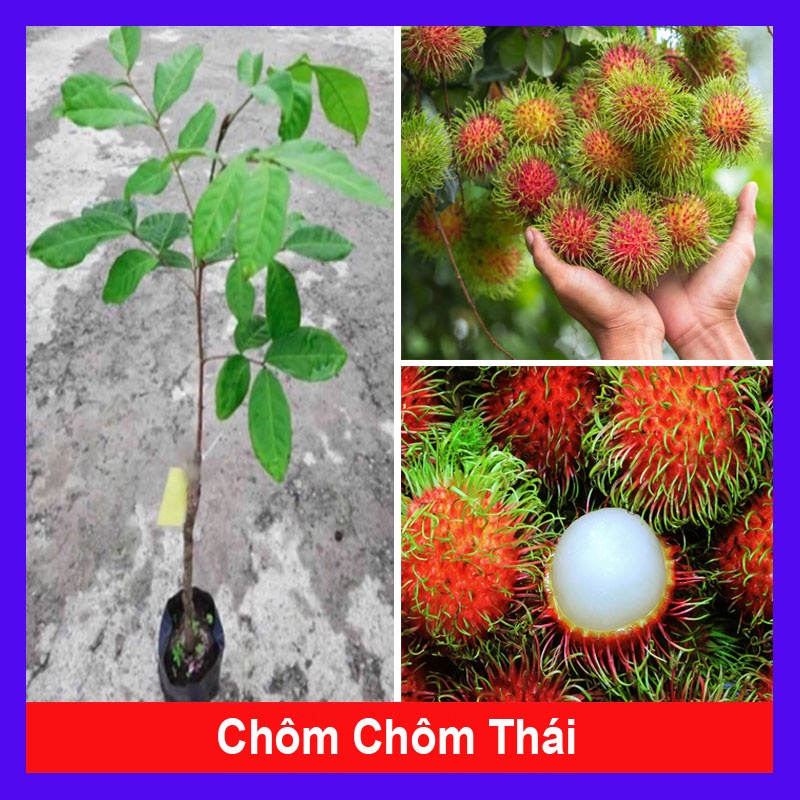 Cây Chôm Chôm Thái - cây ăn quả - caykiengsadec