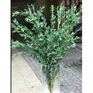 Cây khuynh diệp lá kiếm