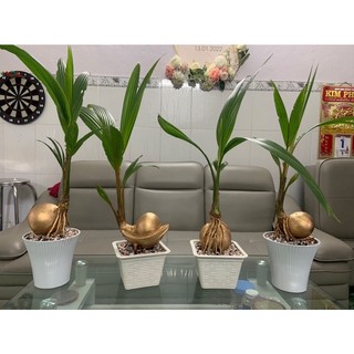 Cây dừa bonsai chưng tết