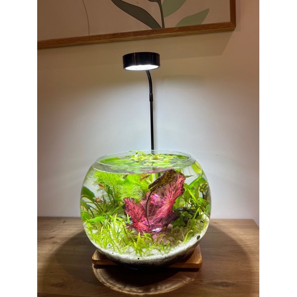 Combo bể thuỷ sinh mini tự setup, bể cá mini, bể cá văn phòng, bể cá để bàn