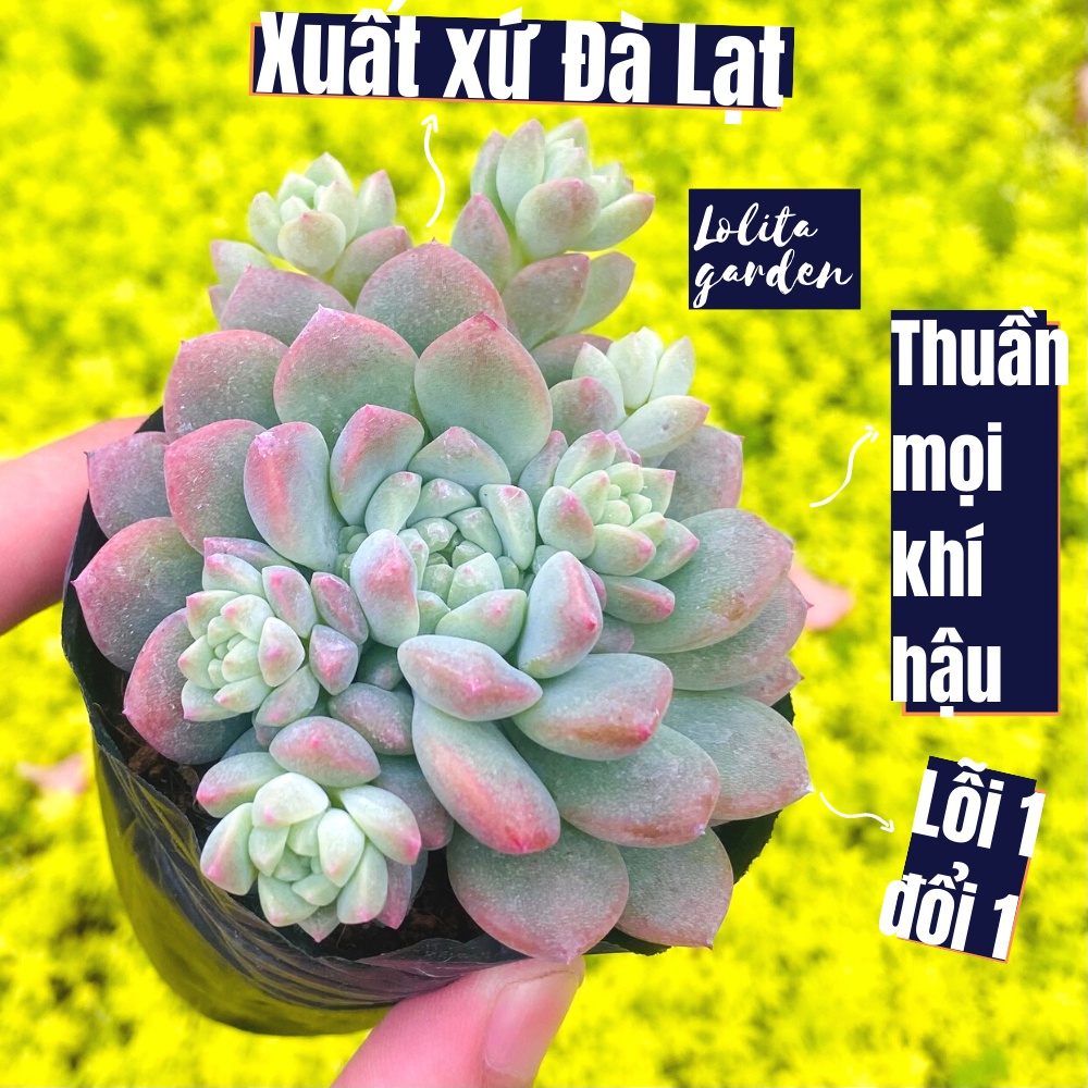 Sen đá dù hồng Đà Lạt size bé cây cảnh trang trí nhà cửa Lolita garden