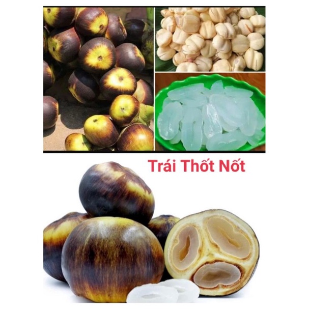 Thốt Nốt Tươi- An Giang