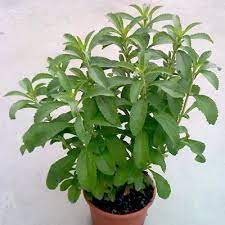 5h Hạt Giống Cỏ Ngọt Stevia