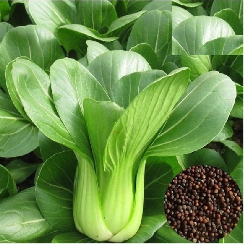 gói 20g hạt giống cải CHÍP ( cải thìa xào sản)