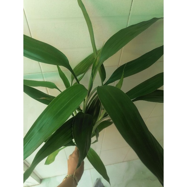 combo 6 nhánh trường sanh 40-45cm