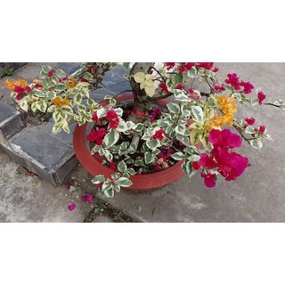 Cây hoa giấy cẩm thạch đỏ