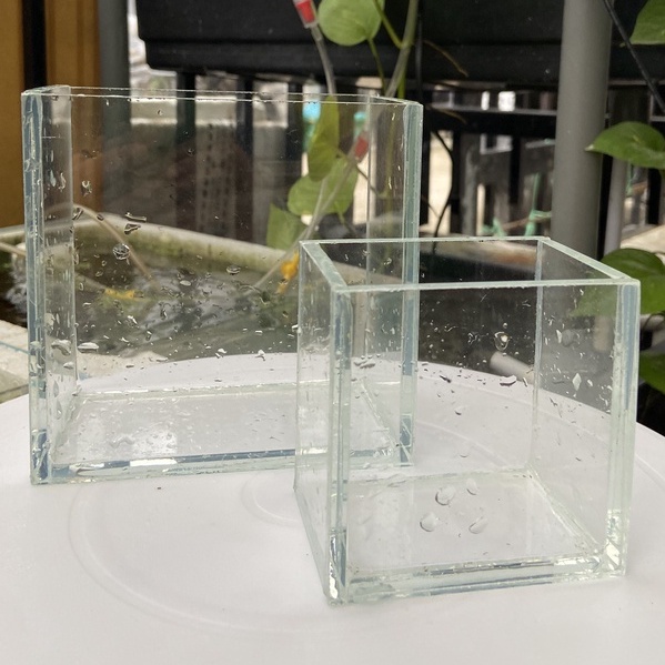 Hồ show cá siêu trong