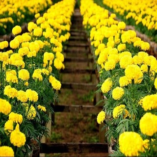Hạt giống Hoa Cúc Vạn Thọ Mỹ 50 Hạt