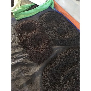 1kg HẠT DỔI