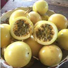 CÂY GIỐNG CHANH DÂY VÀNG NHẬT BẢN