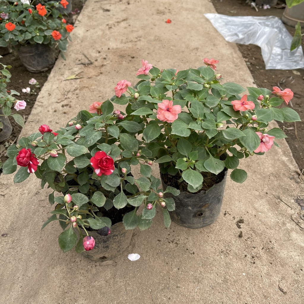 Cây hoa ngọc thảo KÉP xoắn siêu nụ sai hoa,tán xum xuê thích hợp treo ban công