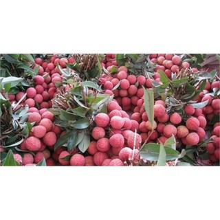 CÂY GIỐNG VẢI KHÔNG HẠT ( CÂY TO BẦU LỚN SIÊU TỐT))