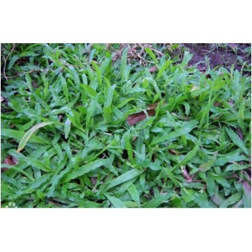 Bịch10gram Hạt giống cỏ lá gừng thái lan