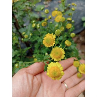 Cây giống cúc Trà cổ (Cúc tiến vua - cúc làm trà)