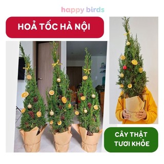 Cây thông noel cây thông giáng sinh cây sơn tùng 90-120cm cây tùng thơm cây thật tươi trang trí decor noel giáng sinh