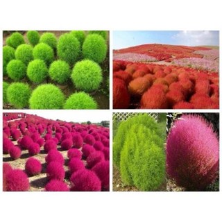 Hạt giống cỏ đổi màu túi 10g
