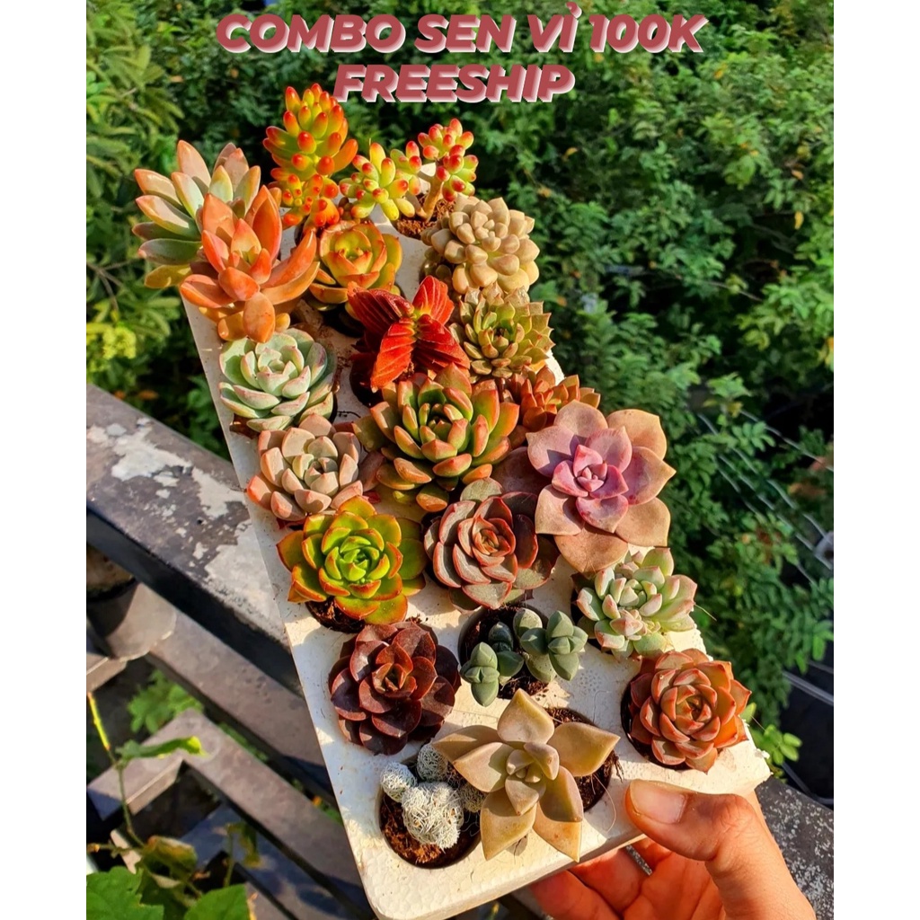 Combo Sen Đá vỉ mini siêu xinh, Sen Đá mix nhiều loại khác nhau Mầm Nắng Garden  LỖI 1 ĐỀN 1