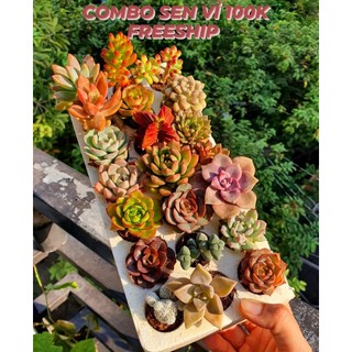 Combo sen đá vỉ mini siêu xinh, sen đá mix nhiều loại khác nhau miko_garden lỗi 1 đền 1