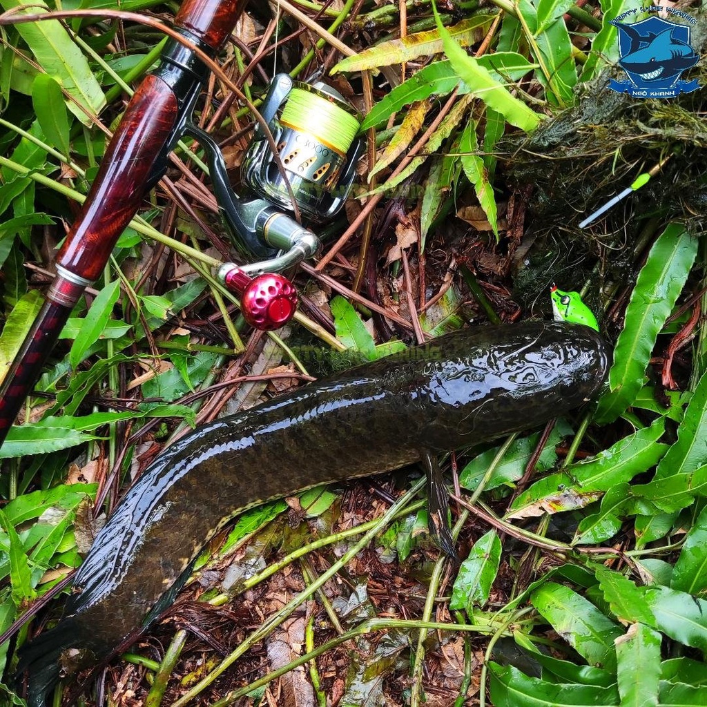 Cước câu cá PE Rồng Xanh 8 Lõi đường kín chuẩn Nhật , dây câu Dragon X8 Made In Thailand