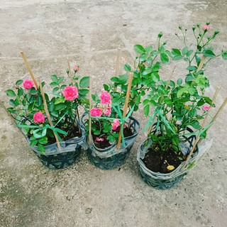Cây Hoa Hồng Chùm Son