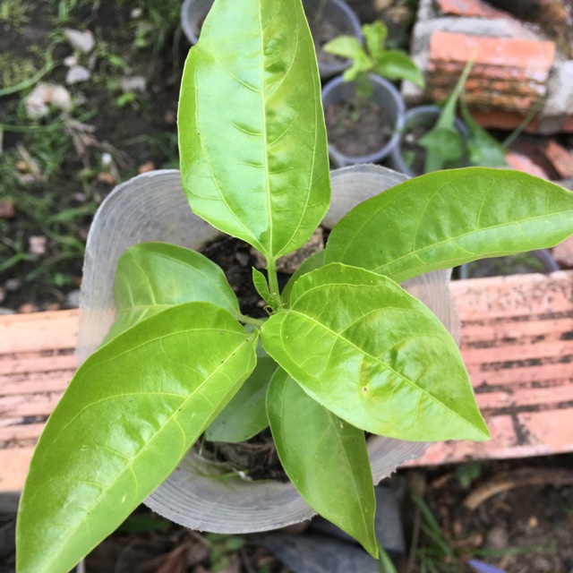 CÂY GIỐNG CHANH DÂY VÀNG NHẬT BẢN