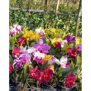 Lan cattleya giống cát 1lá