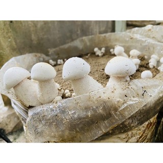 Hạt giống nấm Hoàng Đế