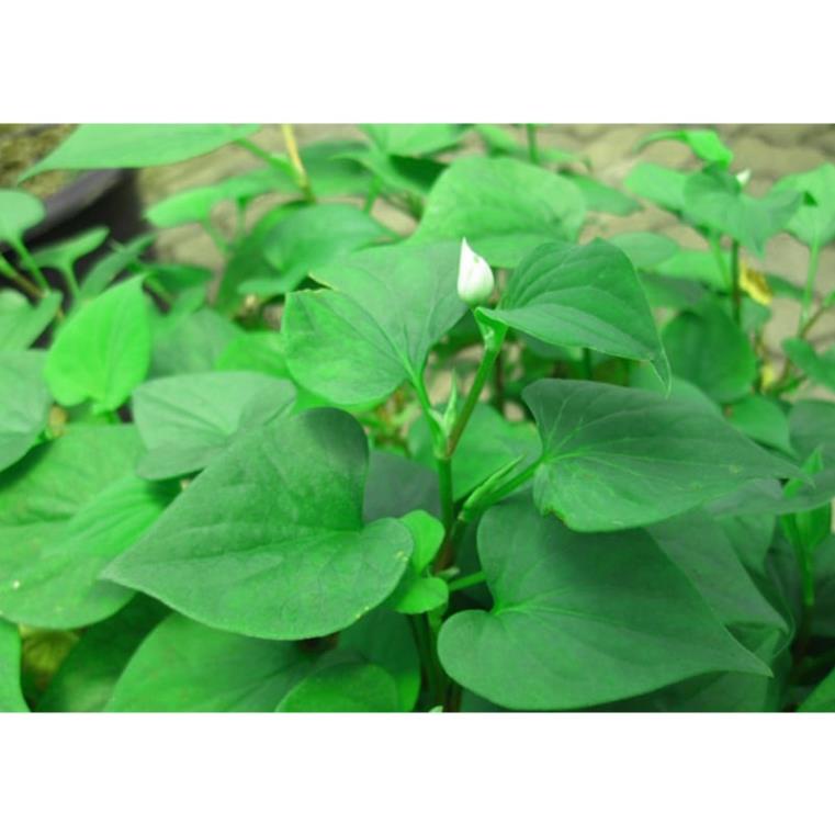 100H -Hạt_Giống_Diếp_Cá