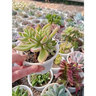 Sen đá nhung đỏ size Trung 5-7 cm