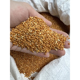 Hạt kê bóng đỏ cho hamster, chim vẹt, cu gáy... 500g