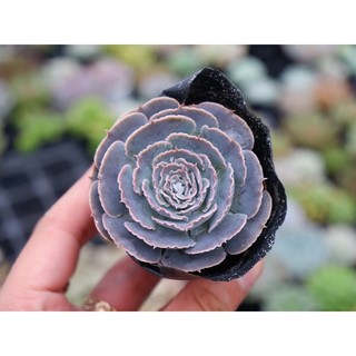 Sen Đá Bắp Cải Tím Size Bầu 5cm Hư 1 Đổi 1