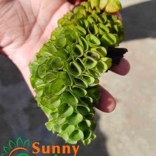 Bèo Tai Chuột trang trí bể cá cảnh, thủy sinh