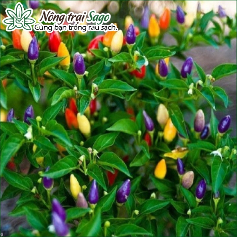 Hạt giống Ớt Ngũ Sắc Dễ Trồng, Kháng Bệnh Tốt, Trái Sai Có Thể Ăn Được và Làm Kiểng - Nông Trại Sago