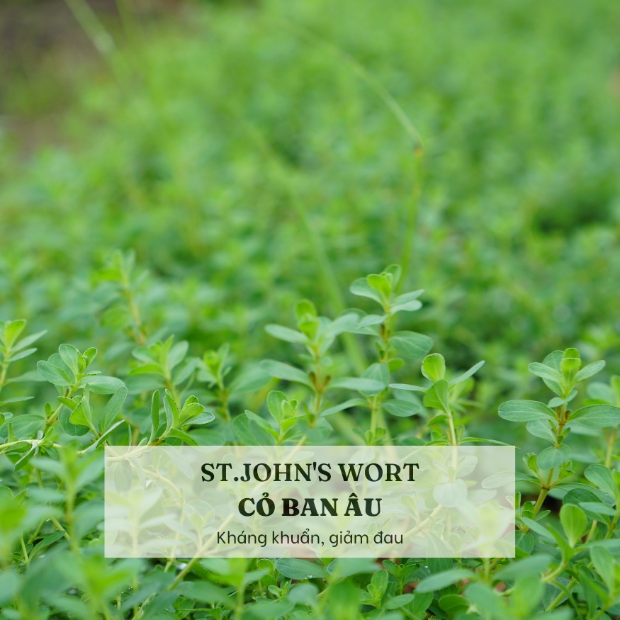 SÁP THẢO MỘC chiết xuất Calendula & St.John's Wort từ LANCHANS