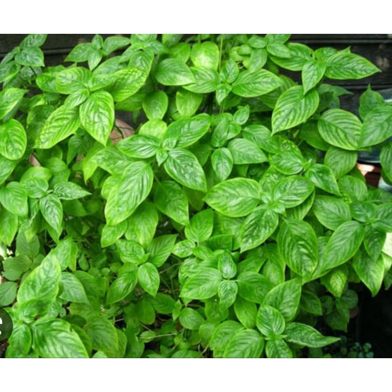 Cây giống lá cẩm tím
