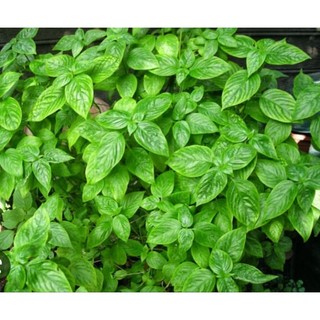 Cây giống lá cẩm tím