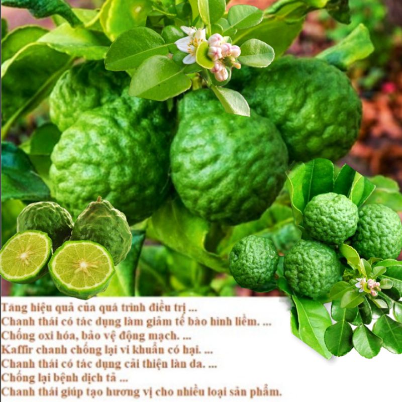 Trái Chúc  An Giang - 1kg