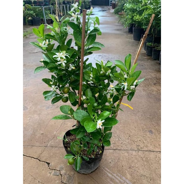 Tắc chua siêu trái