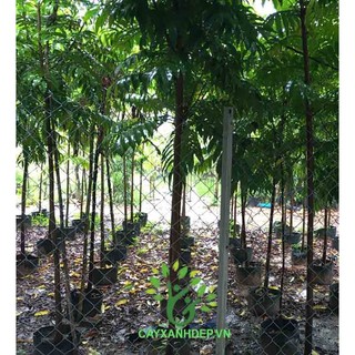 Giống cây sấu ăn quả (CÂY KHỎE NHANH TRÁI)