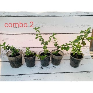 combo sam hương mini