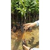 Cây giống chay ruột đỏ ( chuẩn giống cây trồng)