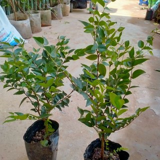 cây giống nho thân gỗ( giống siêu  đẹp+ trồng chậu được)