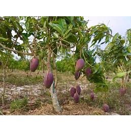 CÂY GIỐNG XOÀI NGỌC VÂN (XOÀI TÍM ĐÀI LOAN) ( chuyên cây giống có bảo hành)