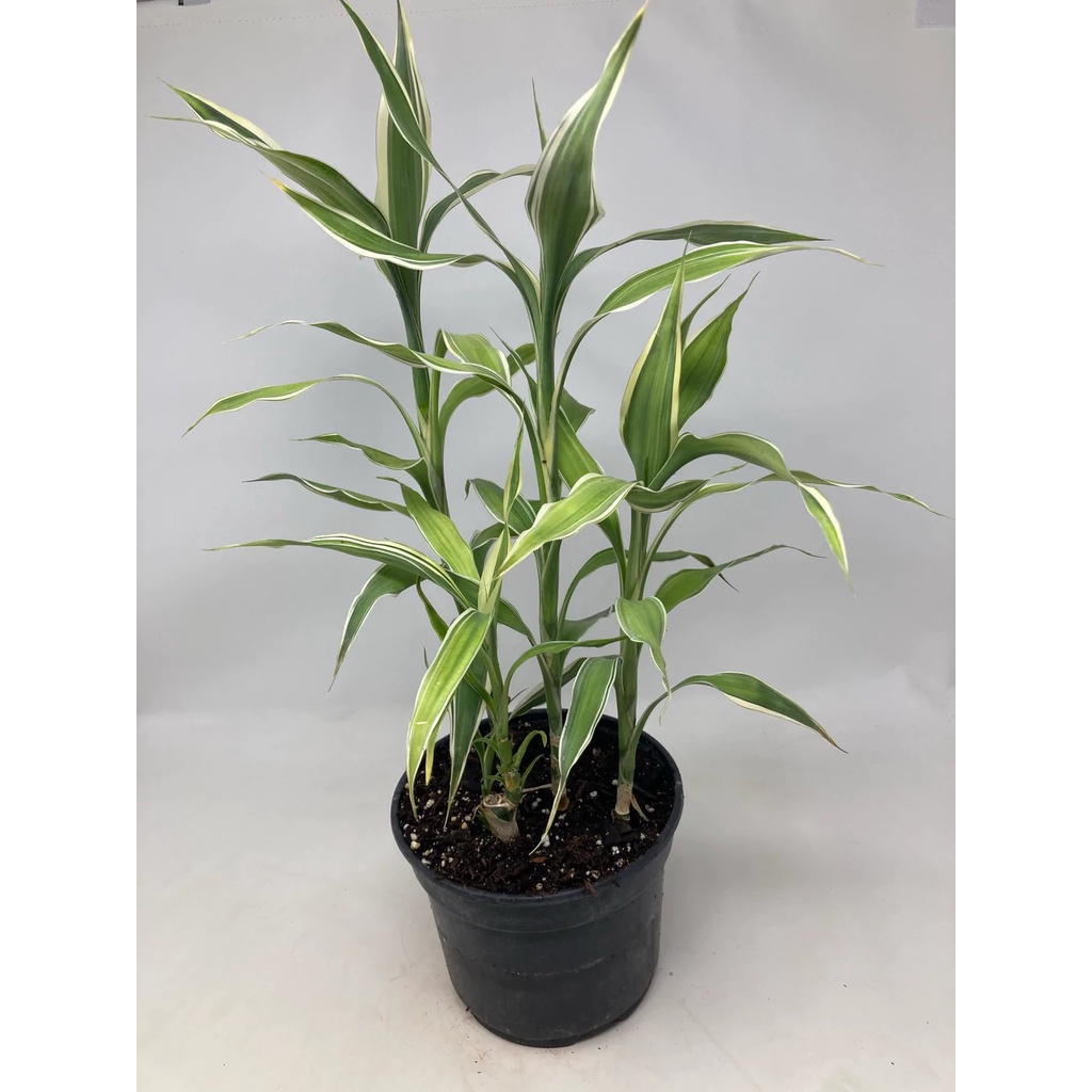 Cây phát tài sọc trắng (phát tài Mỹ), trồng thuỷ sinh được🍀🌱