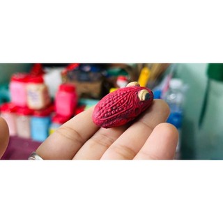 NHÁI HƠI CÓC MINI THÁI 3.5 Cm