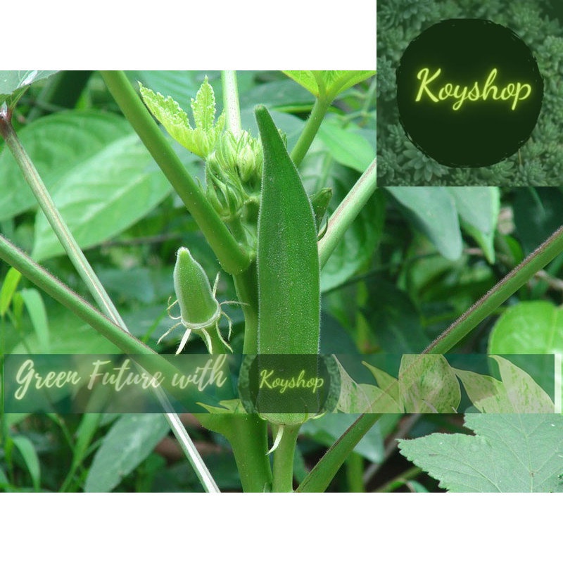 Hạt giống đậu bắp xanh Rado 60 - Rado Seeds X 2 gói - Giá sỉ tốt hơn.