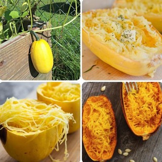15h -hạt_giống_bí_mì_sợi