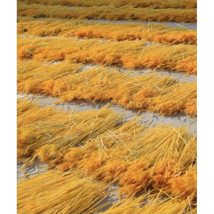 100 Bông lúa mạch vàng ,chụp ảnh hoặc trang trí nhà cửa, Bông Lúa Mạch Khô Decor Trang Trí