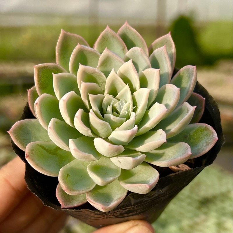 Cây sen đá Violet queen giống mới size bầu 4-4,5cm THUANPHAT GARDEN, siêu xinh siêu cute, lỗi 1 đổi 1