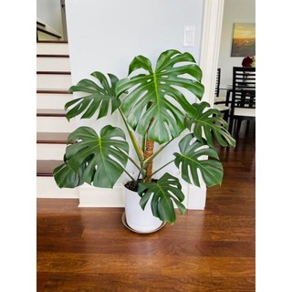Trụ xơ dừa 130cm(khử muối, sợi coton) chuyên trồng cây leo.k.mãi kẹp giữ cây